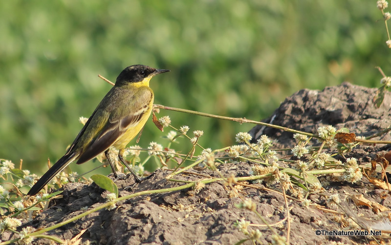 Yellow Wagtail